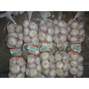 New Season Fresh 2020 Normal Garlic